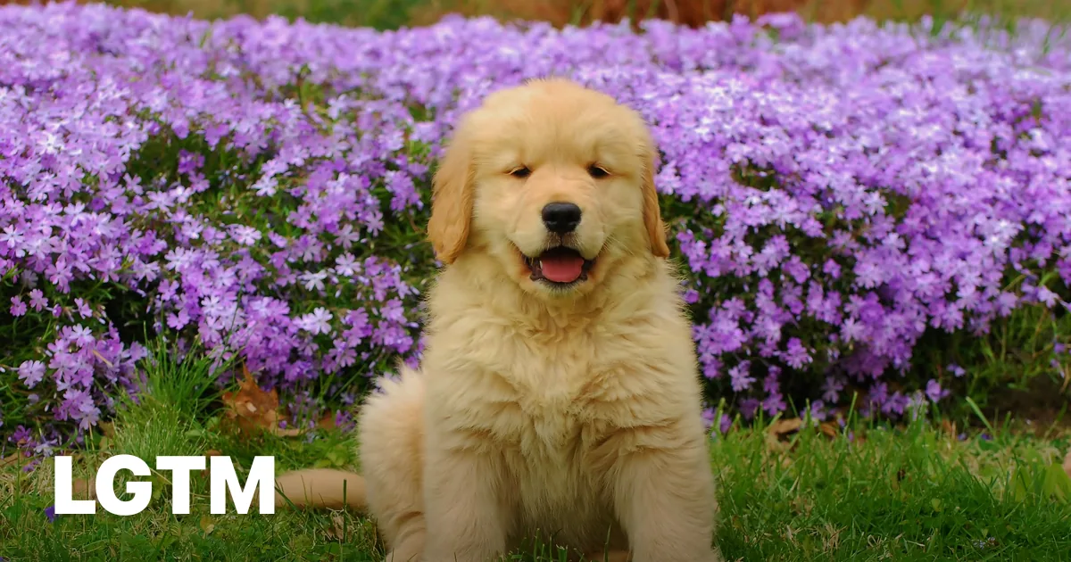 Golden retriever by flowers LGTM image