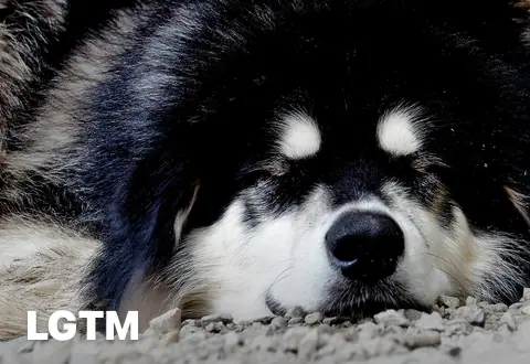 Malamute LGTM