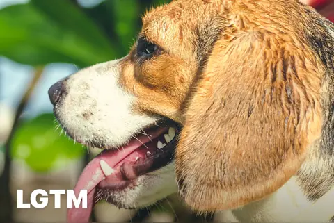 Beagle LGTM