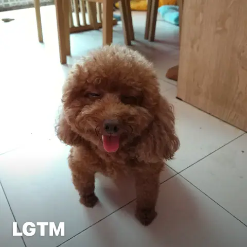 Brown Poodle LGTM
