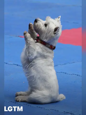 Bavaria White Dog LGTM
