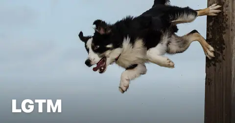 Border collie jumping LGTM