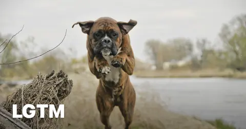 Boxer by the riverbank LGTM