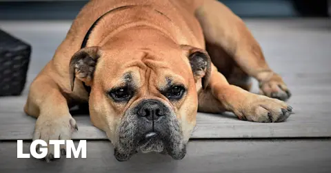 Resting bulldog LGTM