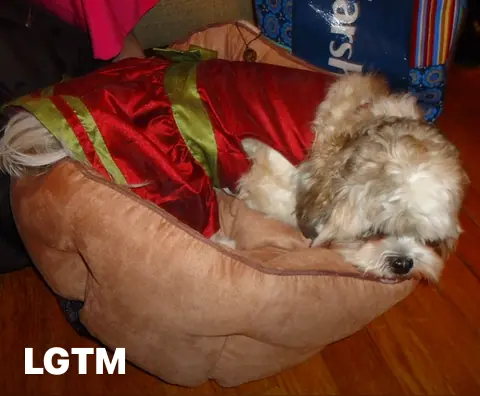 Cozy Dog Bed LGTM