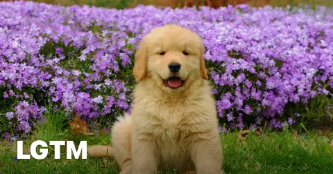 Golden retriever by flowers LGTM