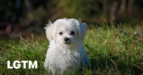 Maltese puppy in grass LGTM