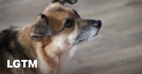 Mixed dog profile LGTM