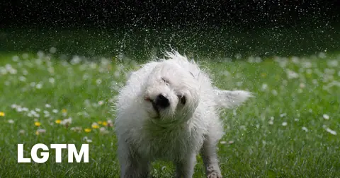 White dog in rain LGTM