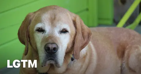 Senior Labrador LGTM