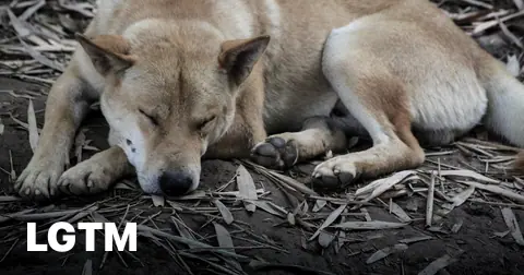 Sleeping village dog LGTM