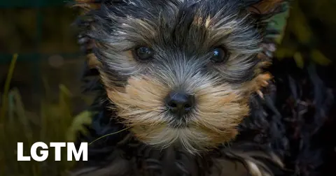 Small Yorkie portrait LGTM