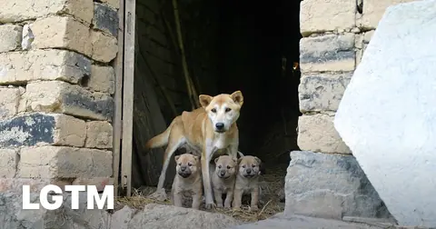 Tianyuan dog with puppies LGTM