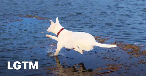 Dog jumping into water LGTM
