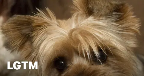 Yorkie close-up LGTM