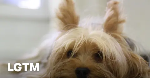 Resting Yorkshire terrier LGTM