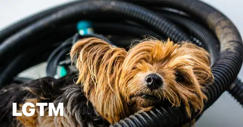 Yorkie in a tire LGTM