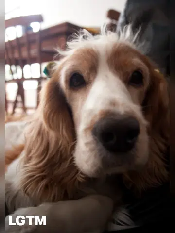 Spaniel LGTM