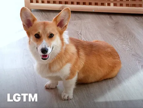 Weekend Corgi LGTM