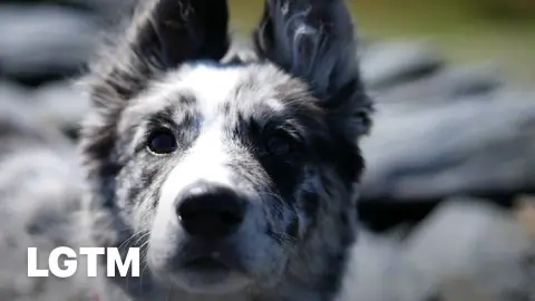 Border Collie Puppy LGTM