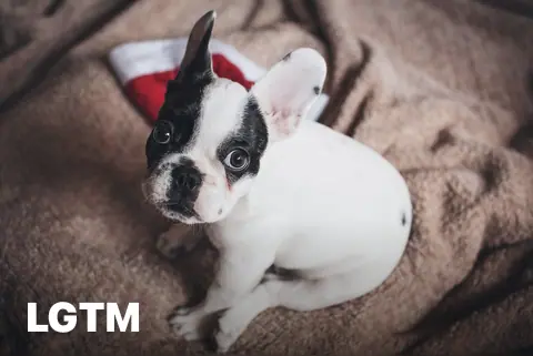 Christmas Puppy LGTM