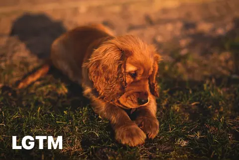 Cocker Spaniel Puppy LGTM