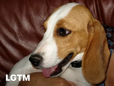Curious Puppy LGTM