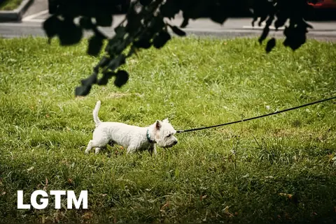 Park Dog LGTM