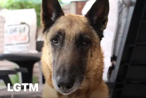 Camera Dog LGTM