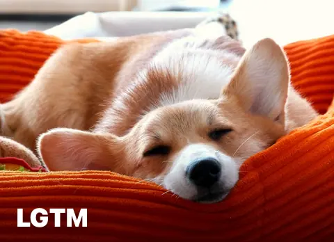 Doggy Dreams LGTM