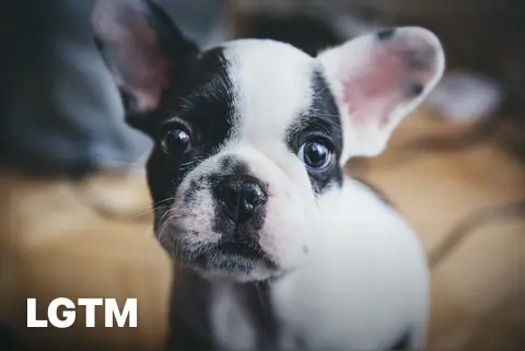 French Bulldog Puppy LGTM