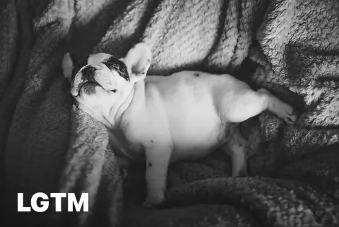 Sleeping French Bulldog LGTM