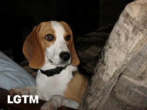 Fresa LGTM