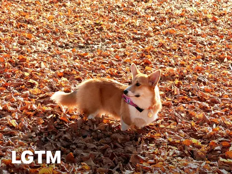 Fun at the Park LGTM