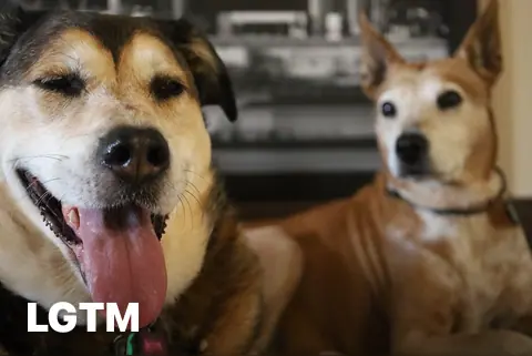 Happy Dog Pair LGTM