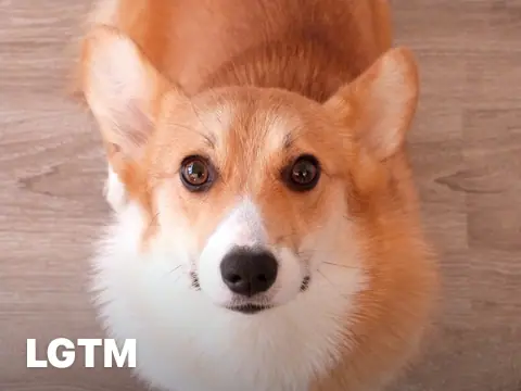 Playful Corgi LGTM