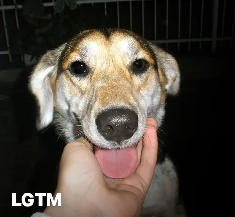 Meet Frida LGTM