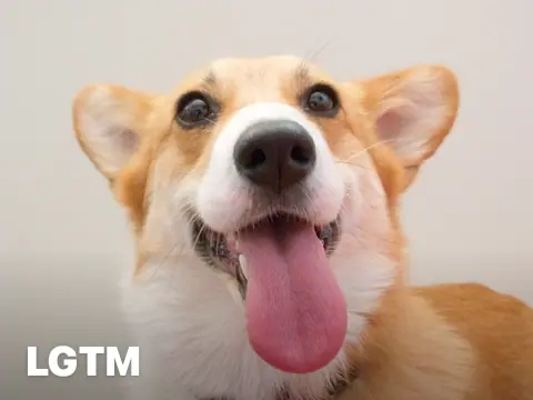 Office Corgi Smile LGTM
