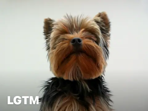 Office Yorkie Portrait LGTM