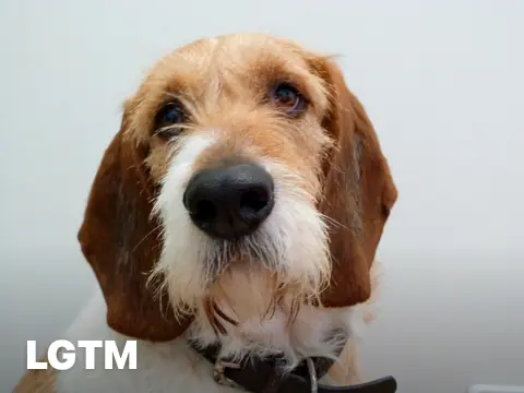 Office Beagle Portrait LGTM