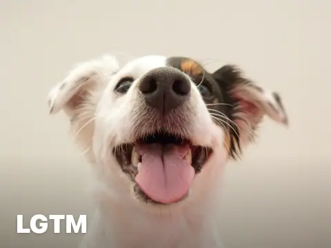 Office Dog Grin LGTM