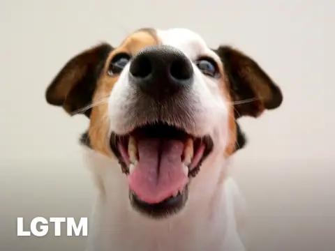 Office Dog Laugh LGTM