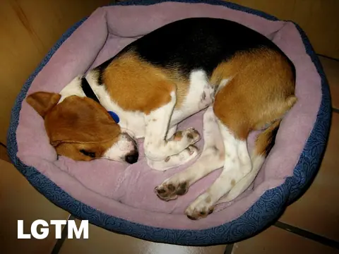 Peaceful Puppy LGTM