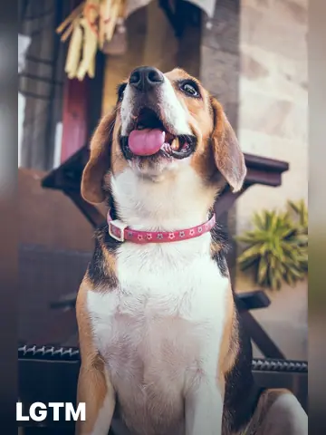 Beagle Close-up LGTM