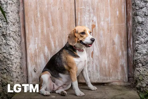 Female Beagle Portrait LGTM