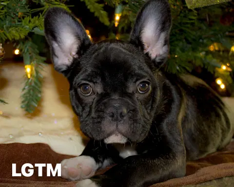French Bulldog LGTM