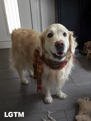 Golden Retriever LGTM