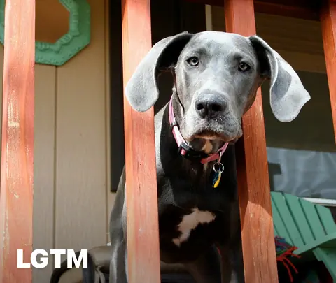 Kasha LGTM