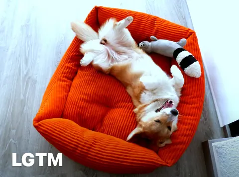 Sleeping Corgi LGTM