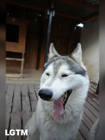 Husky LGTM